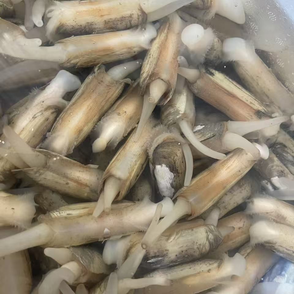 小人仙 蛏子 大号1斤（单品不包邮加入购物车一起下单包邮）