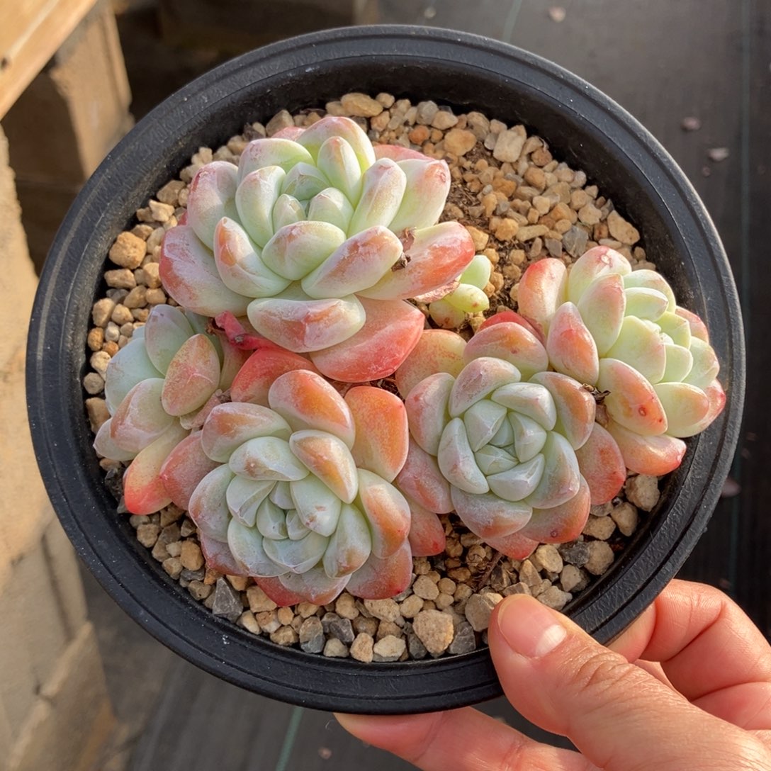 冰玉老桩 一物一拍不支持退换