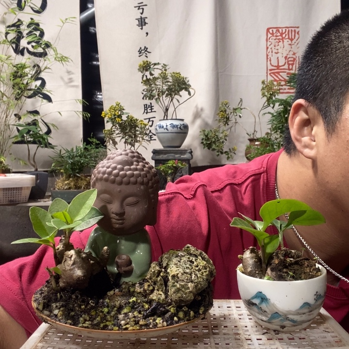 甜***的以实际为准盆景绿植绿植39