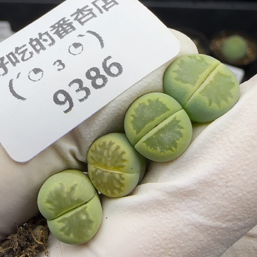 9386。默认脱土。18包邮。偏远88包邮