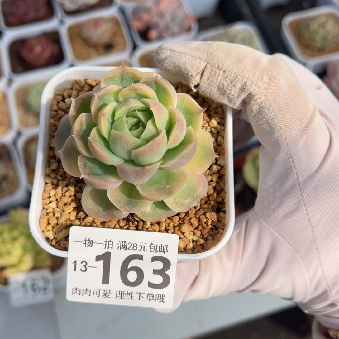 水晶虾饺多肉多肉多肉多肉