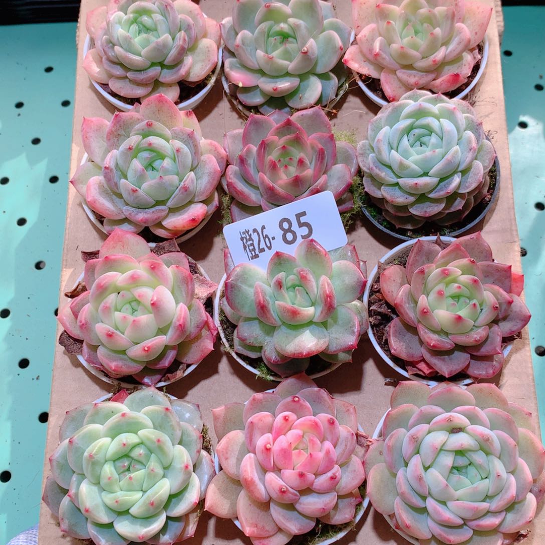 26-85一物一拍多肉带盆18颗