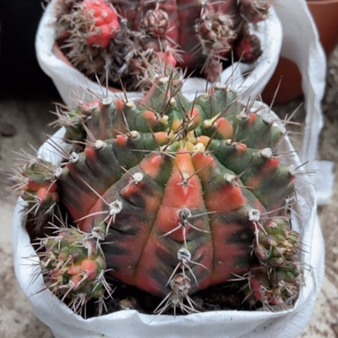 两盆光辉仙人球22米仙人球