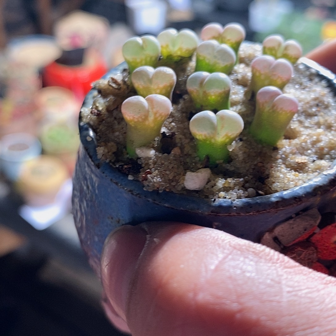 五颗鲑鱼粉风铃杂交。       