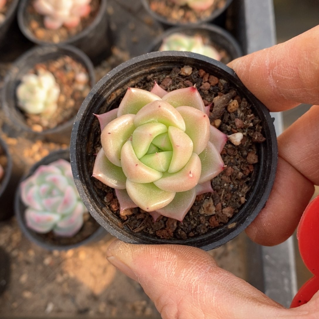 精品多肉一物一拍不包整37