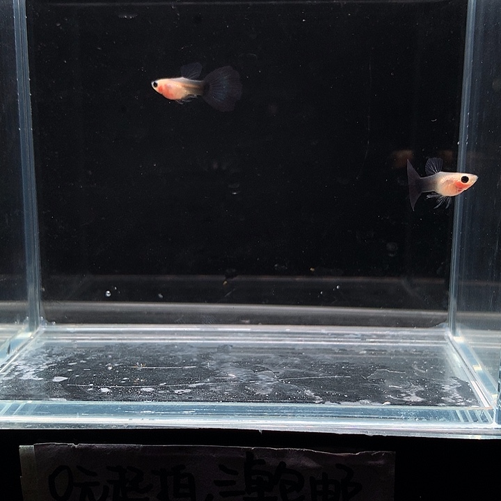 孔雀鱼兰礼服玻璃猫公2