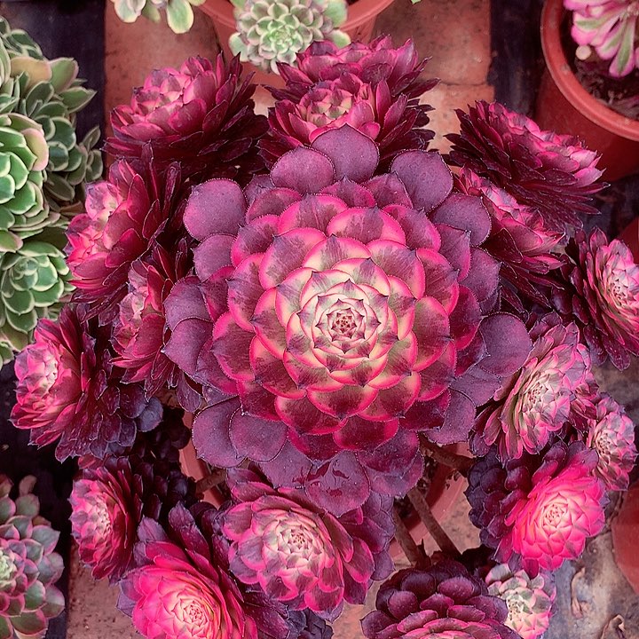 烟花啊啊啊啊啊啊啊啊