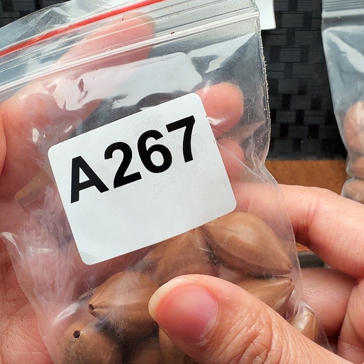 汤***汤手串/手链橄榄核橄榄