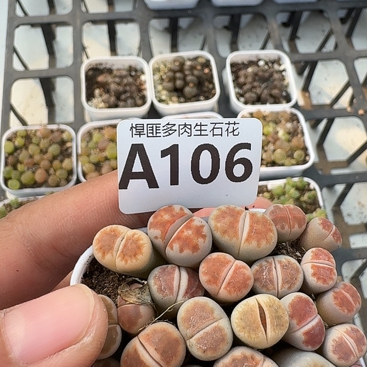 106多肉植物多肉植物