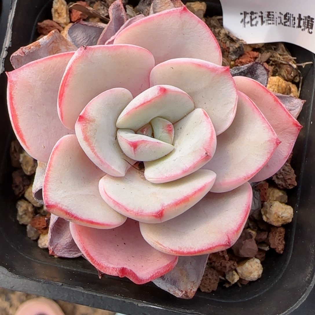 花语逸镜0313-144