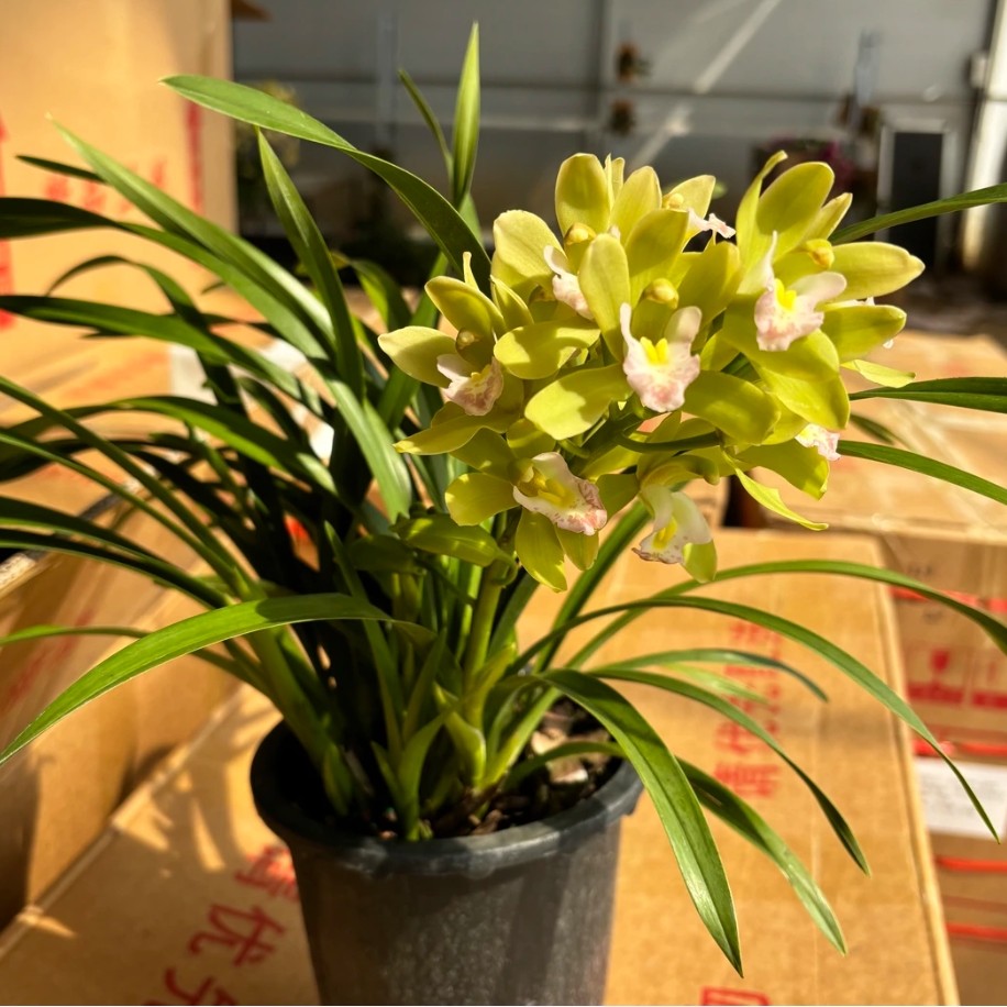 大花蕙兰——翡翠香兰（0度以下拍保温棉不拍不售后）