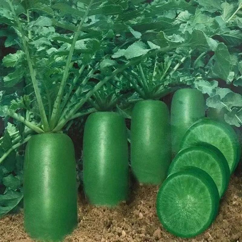 冰糖水果萝卜生吃脆甜农家蔬菜四季阳台盆栽绿萝卜