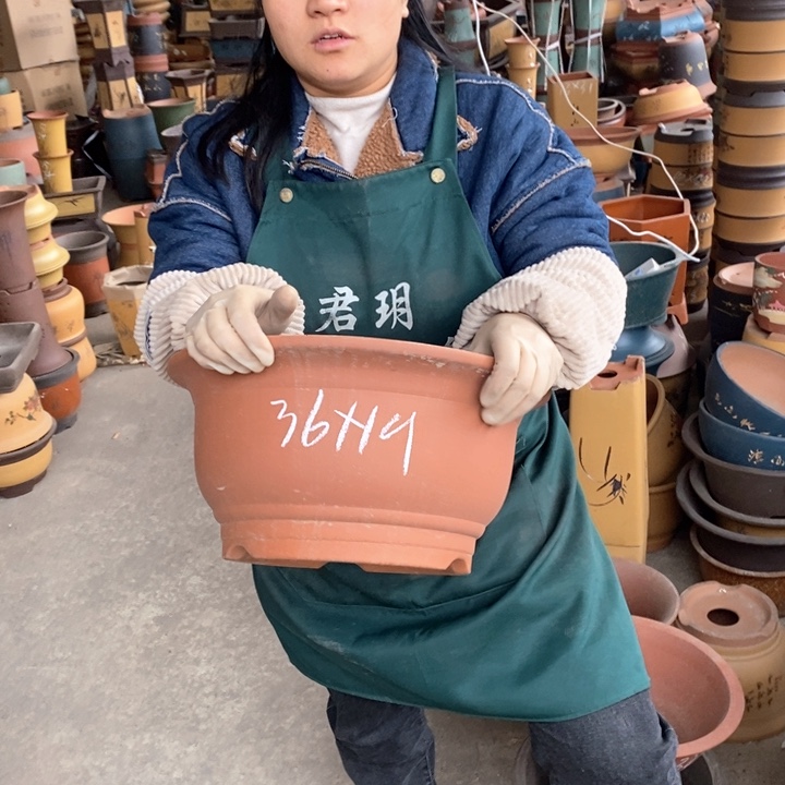 紫砂花盆盆栽花卉苗木种植