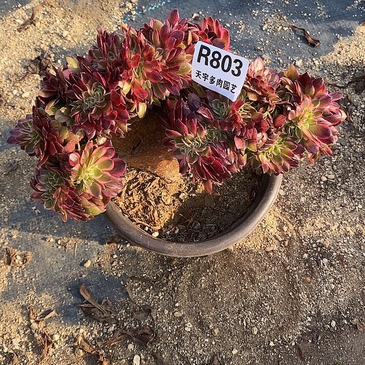 多肉植物荔枝缀803