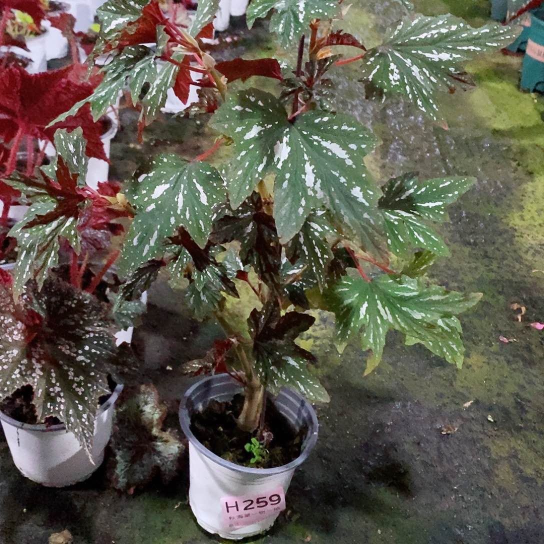 不开花植物I****y秋海棠259