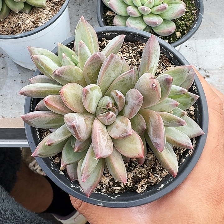 美人杂交 一物一拍