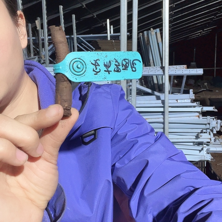 当前无花栽培后可以开花安布罗西尼