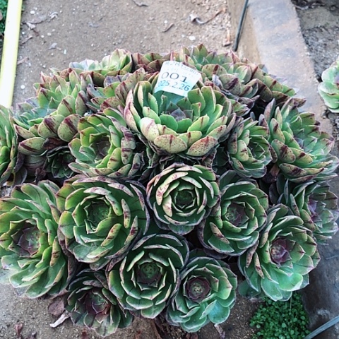 2.26-1万拉丝多肉植物