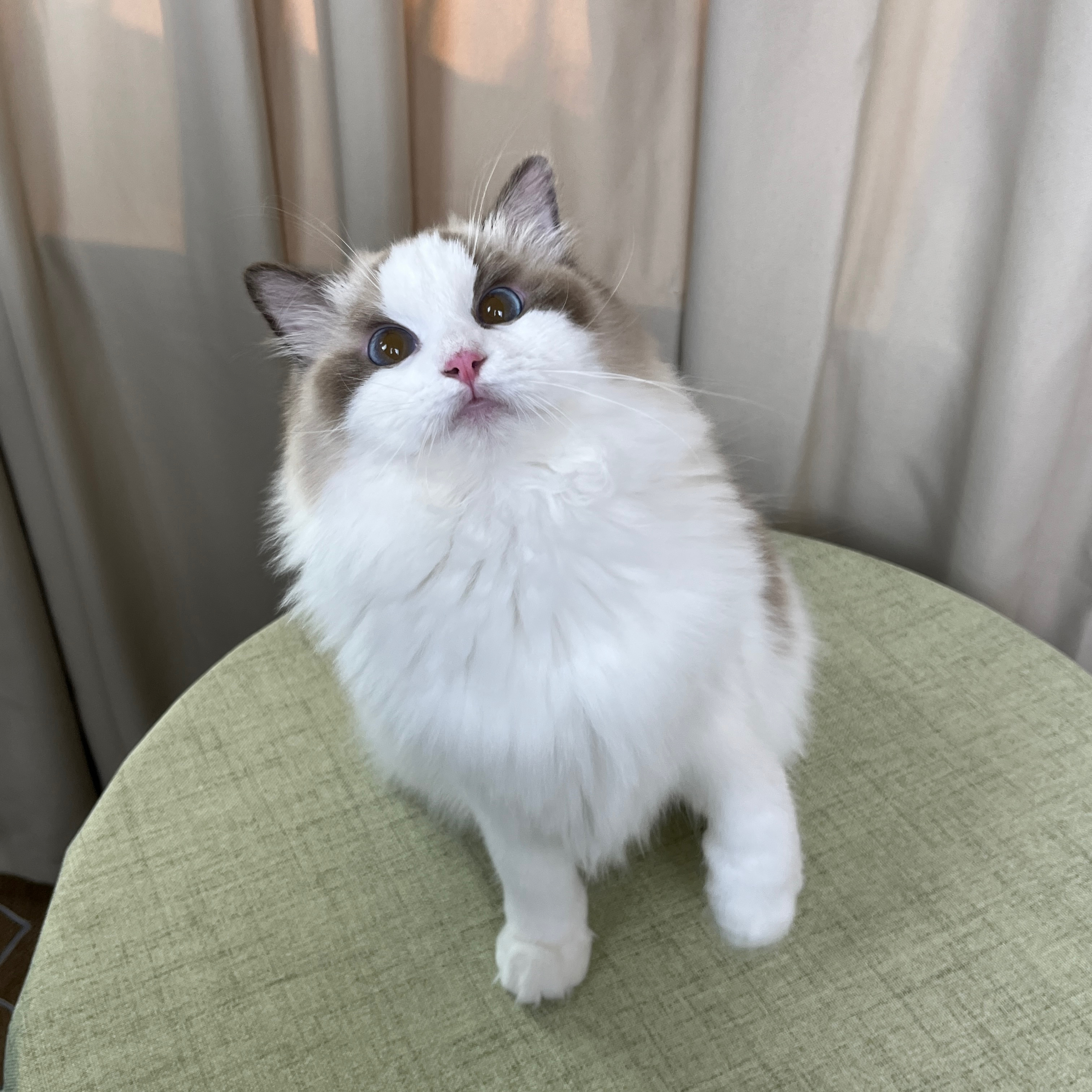 【颂加】猫舍特价福利通用链接【接小猫咨询客服】