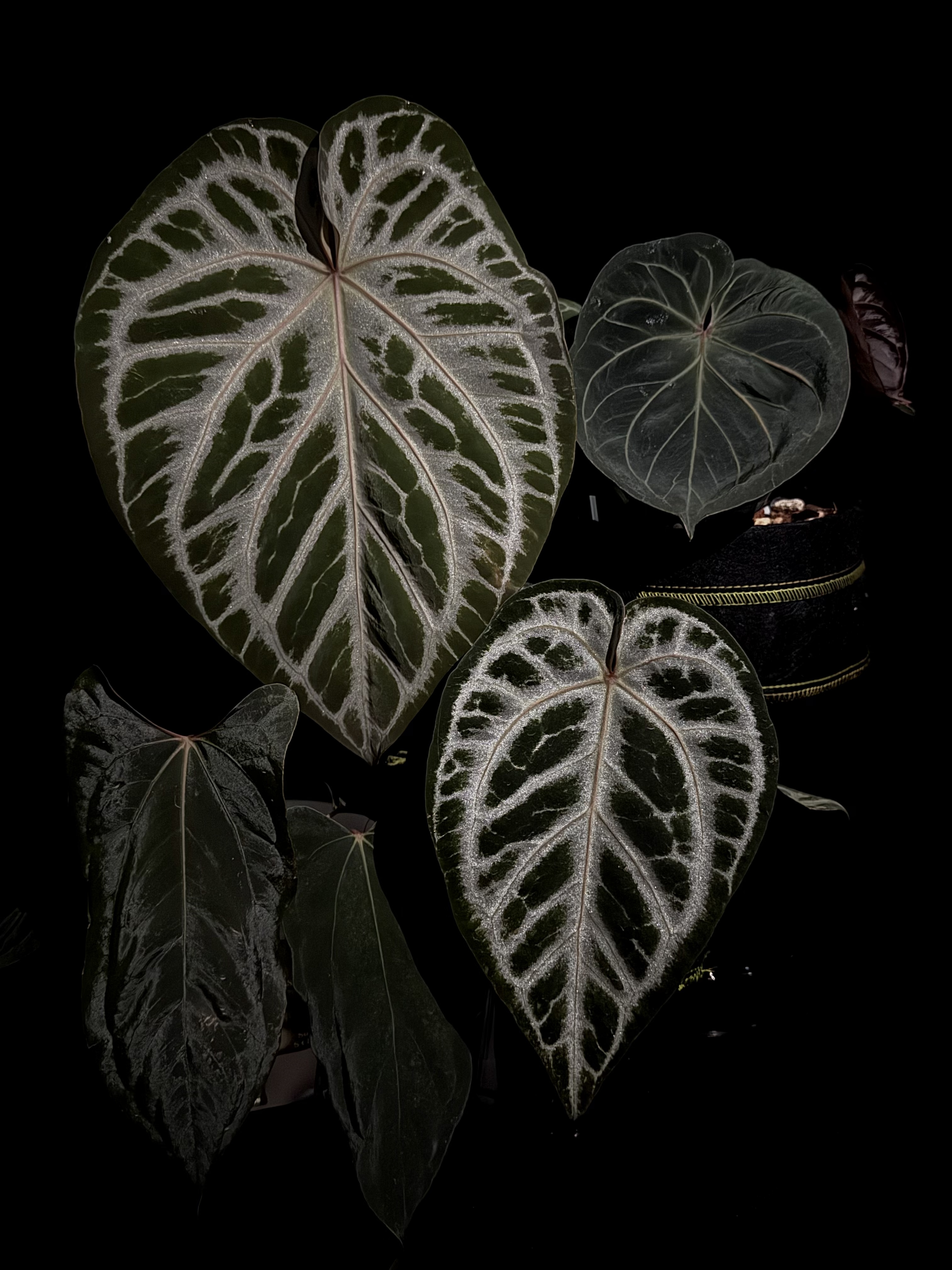 （进口花烛一物一拍）优选进口花烛（部分带插排）