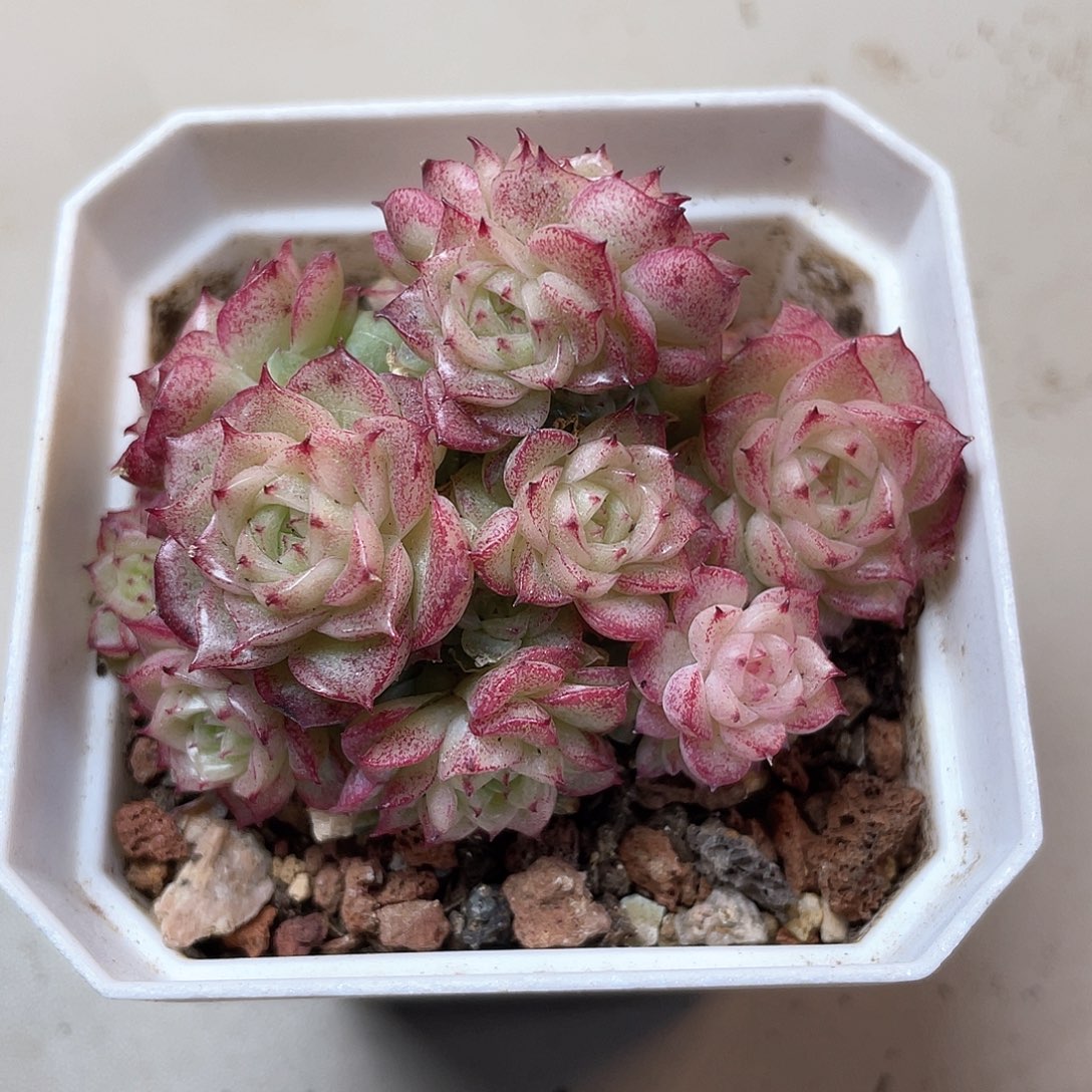 优选麦秆福利8134