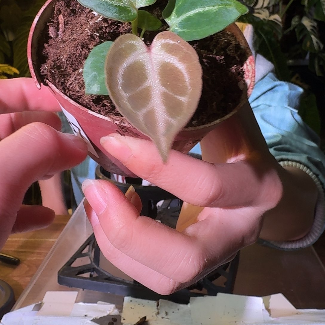 不开花植物H187粉色面纱杂红水晶