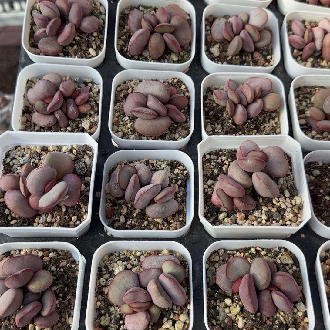 白肌红蛋量拍链接