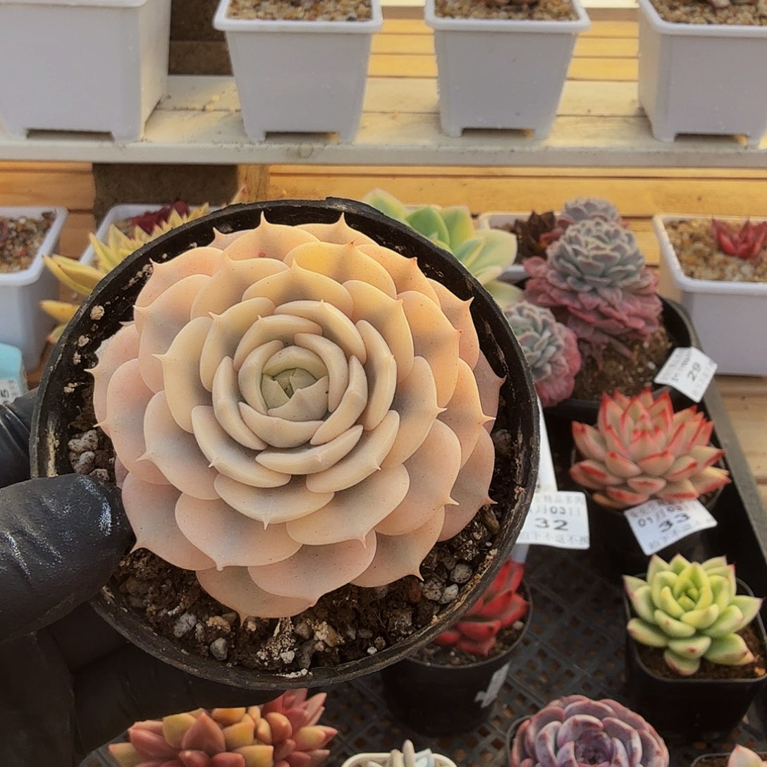 0103-34蓝色精灵锦