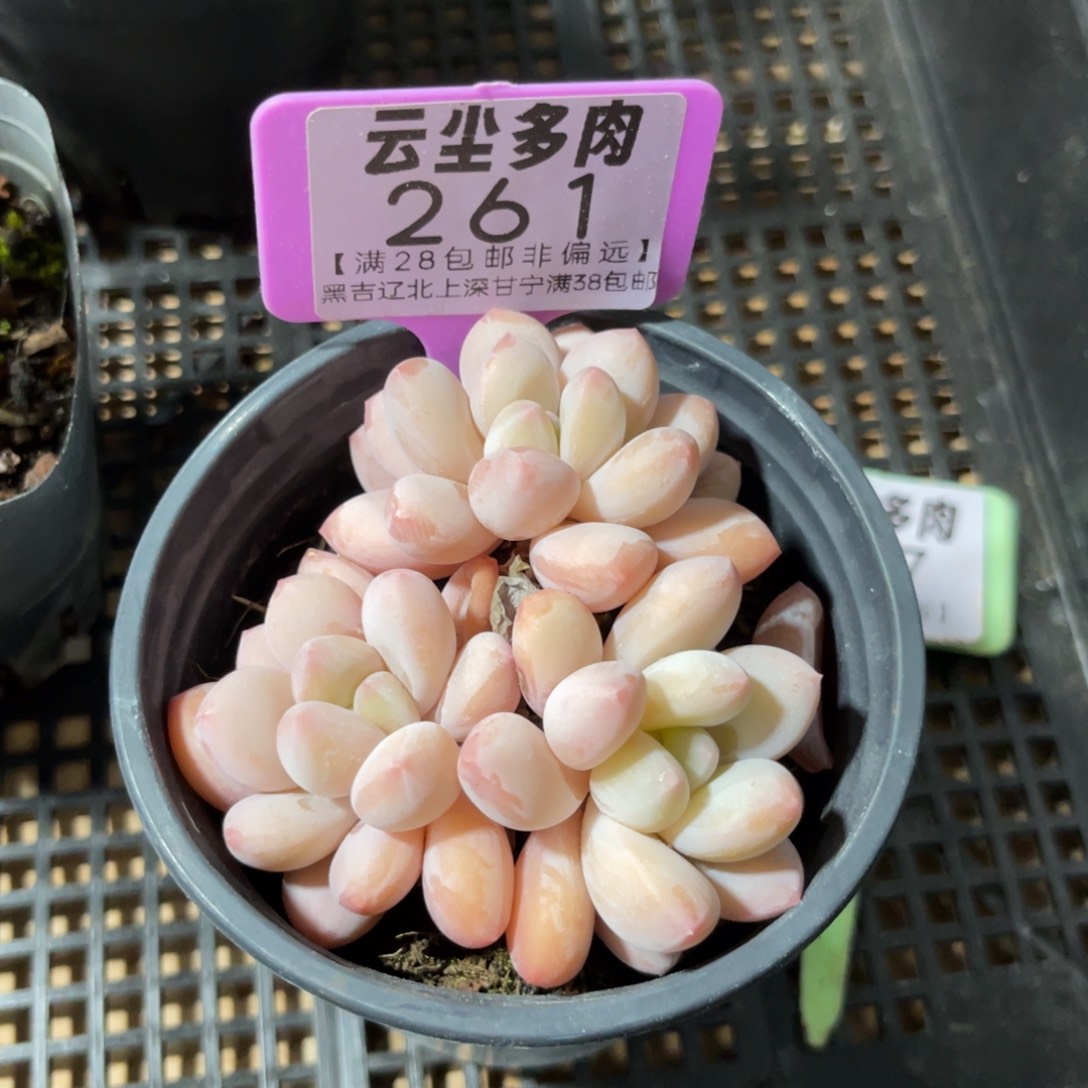 云尘多肉一物一拍261