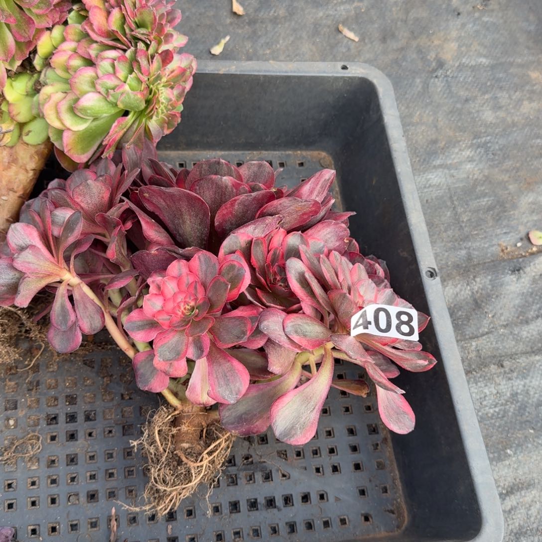 408多肉植物魅金玫瑰锦