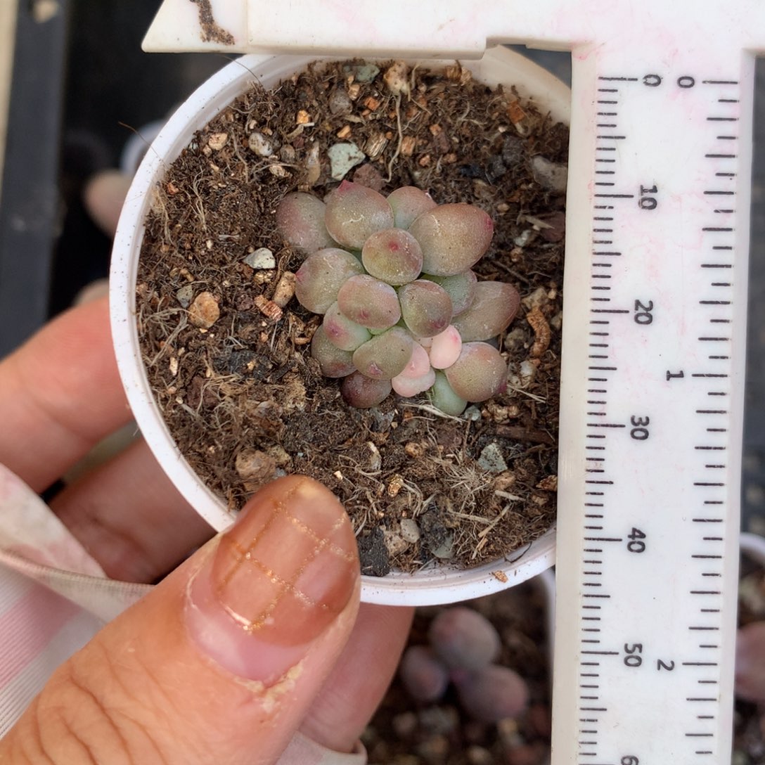 红宝石苹果小球子 