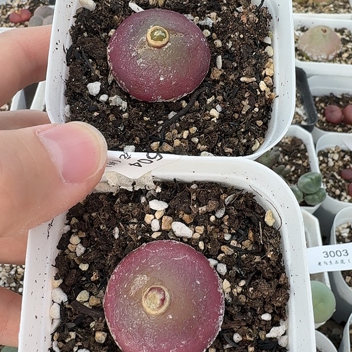 老马生石花2.7灯泡3008