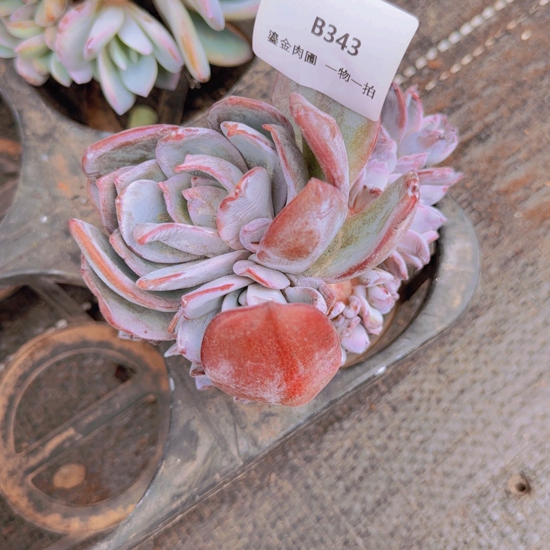 玄***成B343奶茶带朵朵   