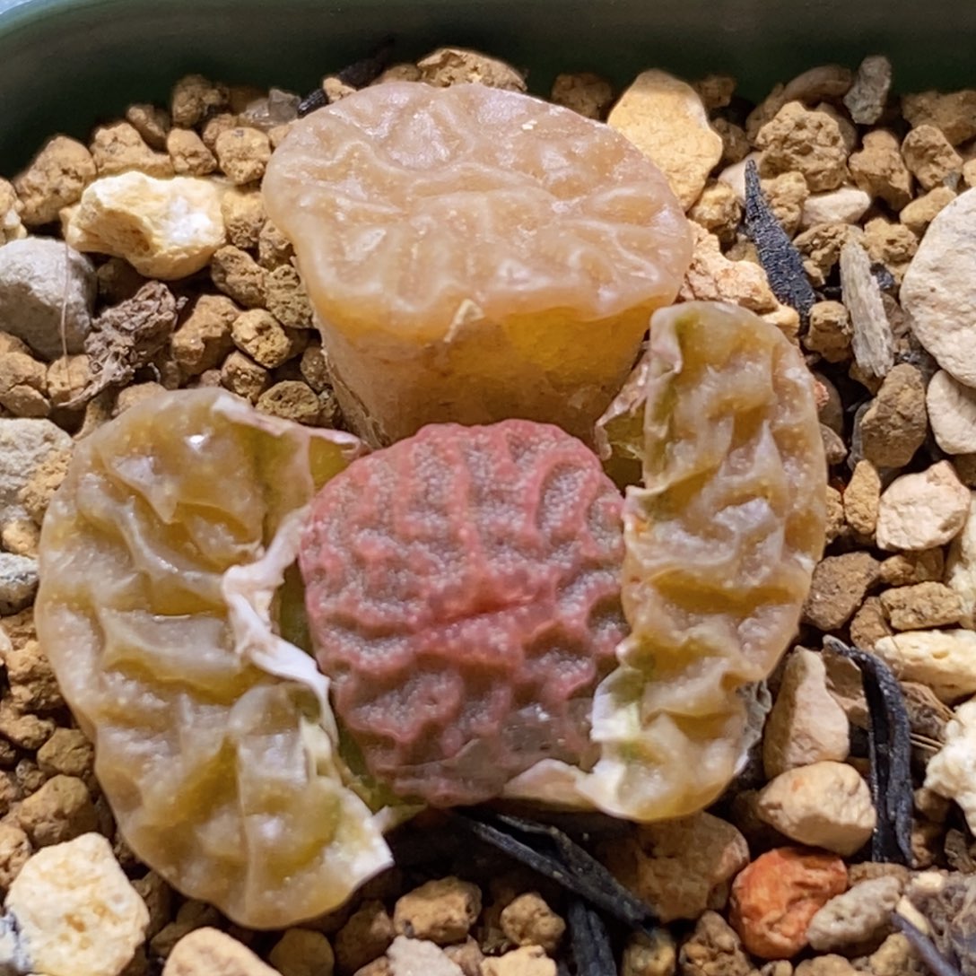 9479超烧双头好看好看