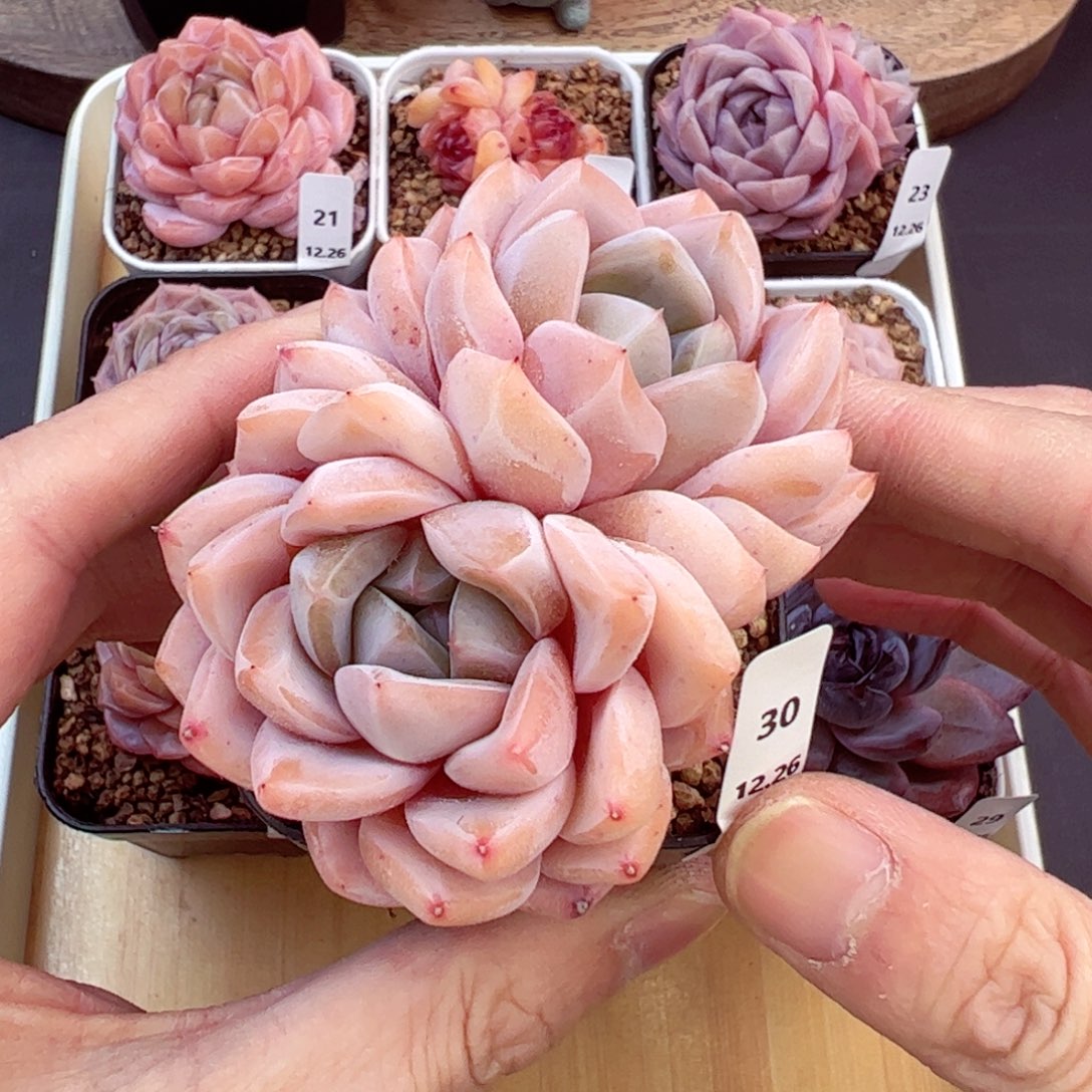 好好看30、哈哈哈哈哈