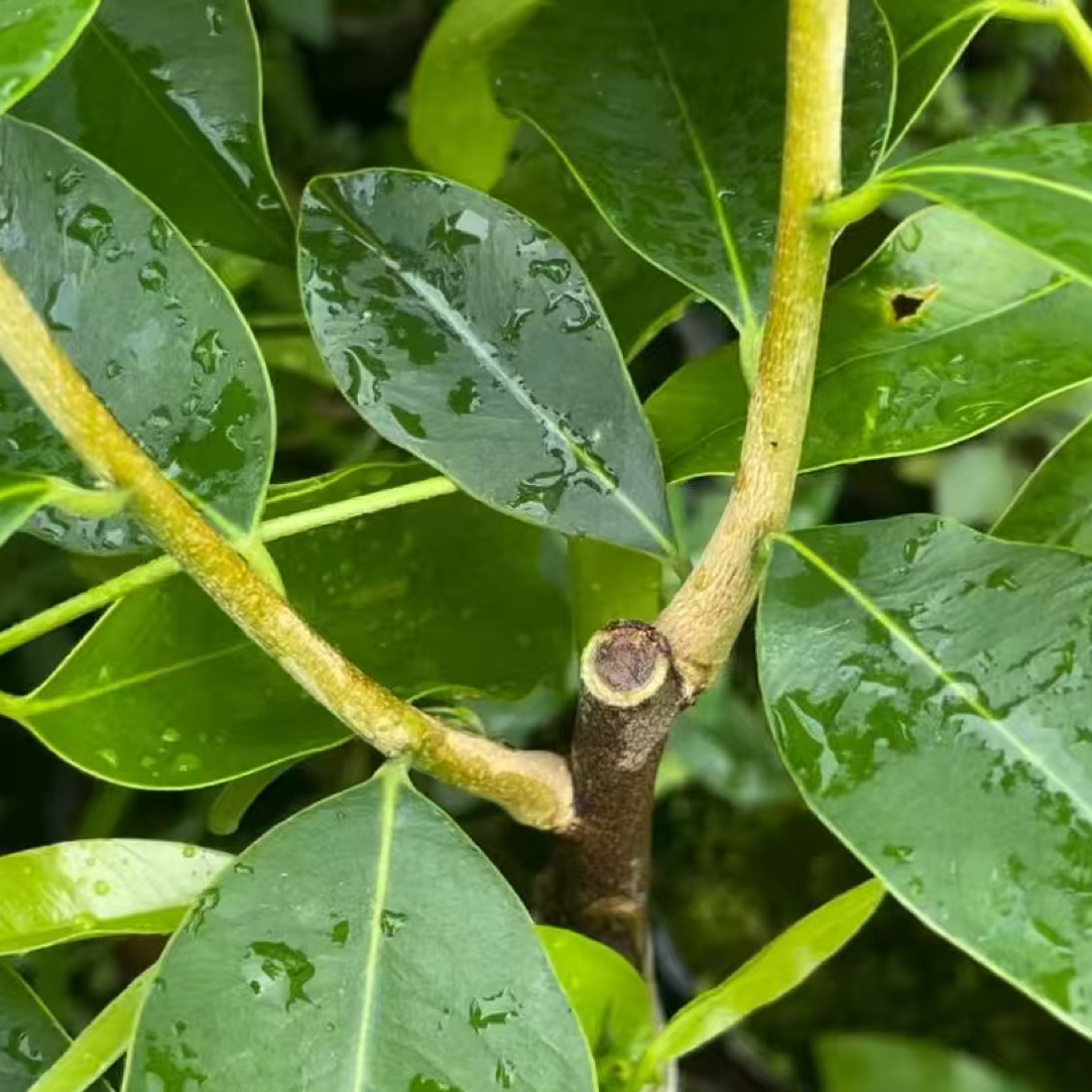 一代金沙叶优品10棵种植
