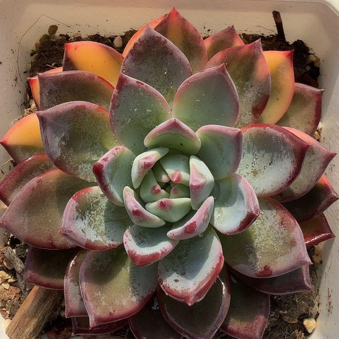 拉糖锦，多肉植物