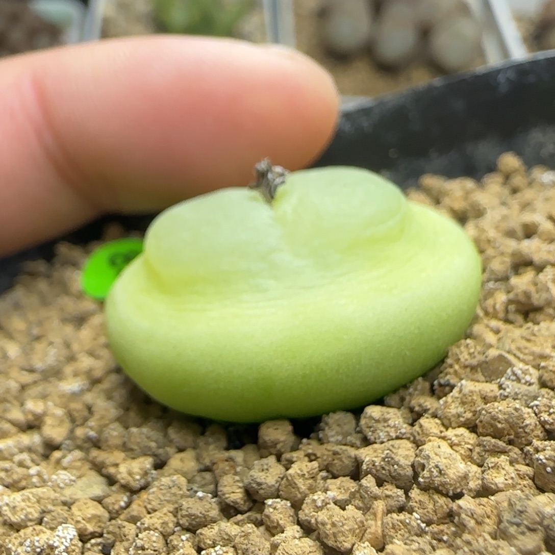 拉登2.78多肉植物835