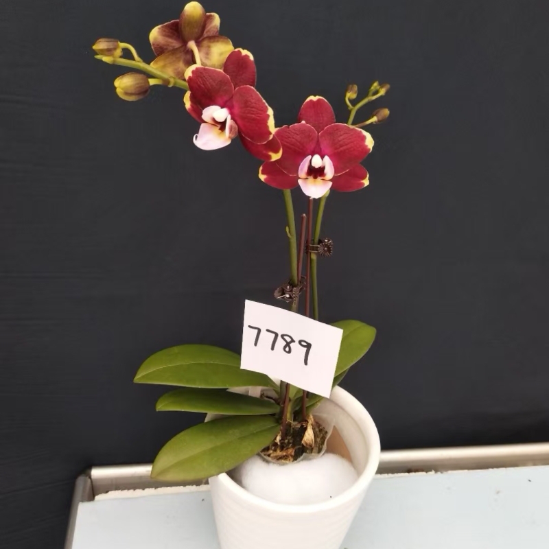 蝴蝶兰新品扶光3.0寸带梗带花苞发货室内花卉