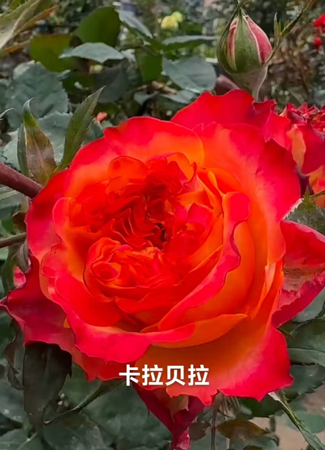 卡拉贝拉  新品根接大苗四季灌木月季