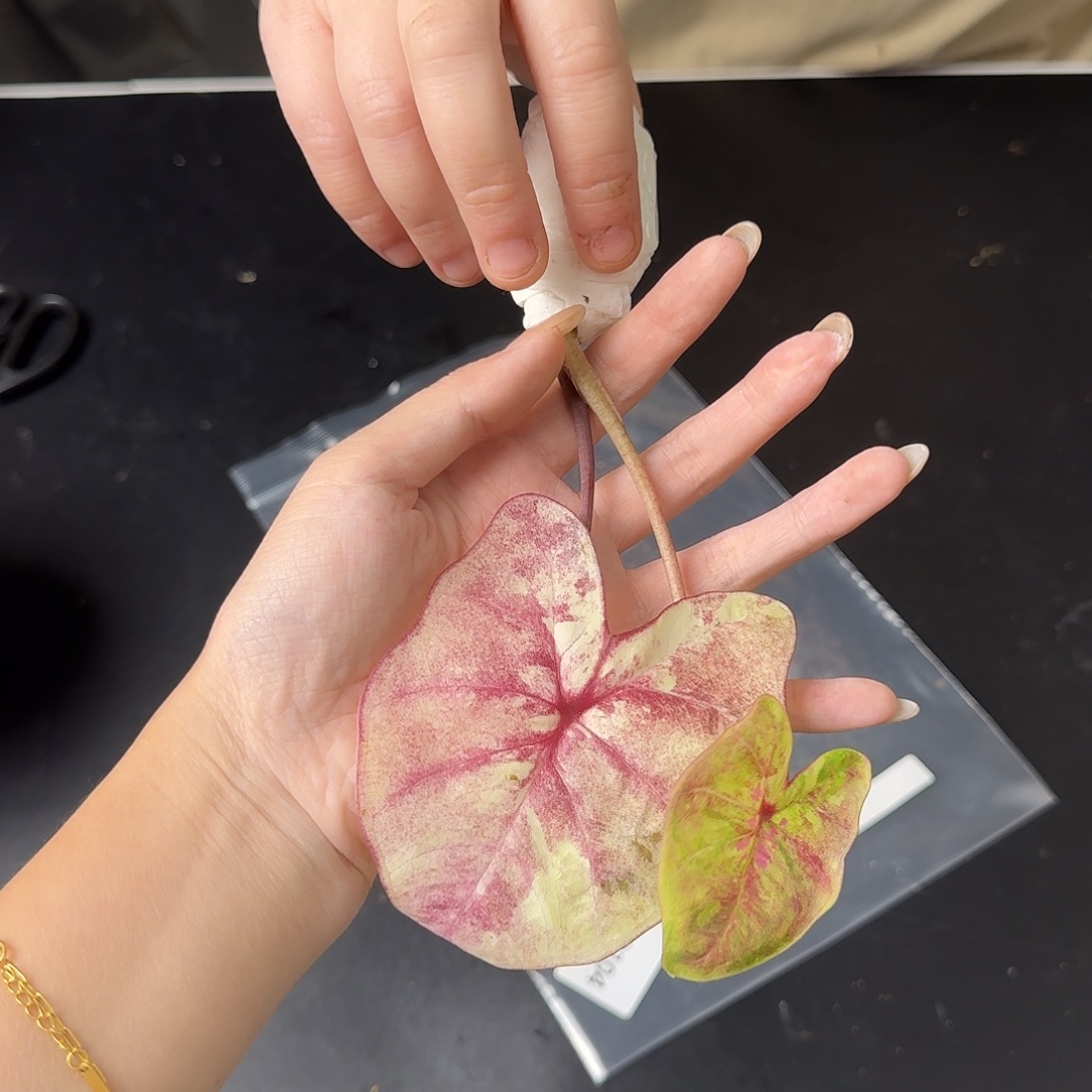 完全开放Q104个体