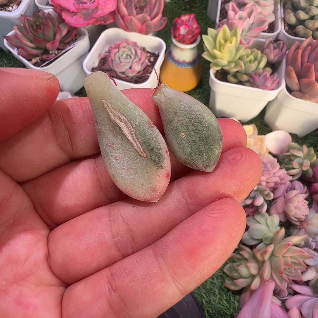 肉***爱多肉植物多肉植物