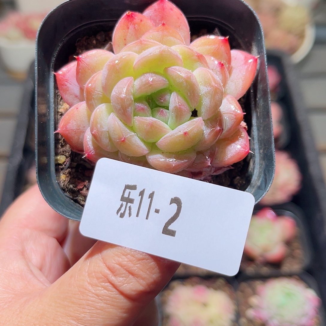 乐11-2 白桃单头 