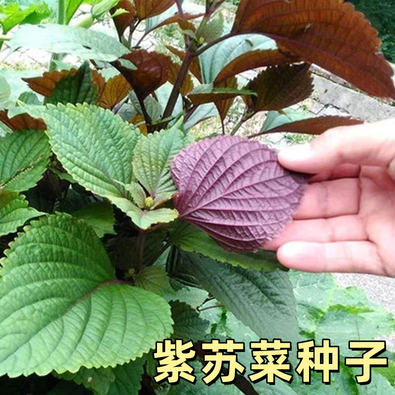 紫苏种子蔬菜种籽四季播种室外菜园阳台室内盆栽蔬菜紫苏种籽商品图