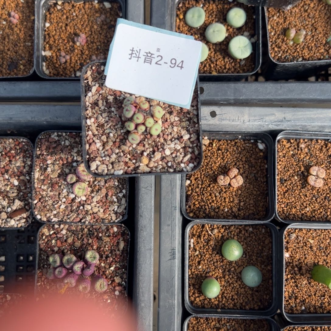 仔***仔2-94肉锥多肉植物，