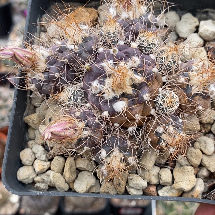 【闪购商品】长城丸群