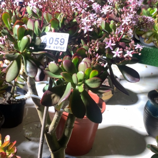 059紫叶脱土发货