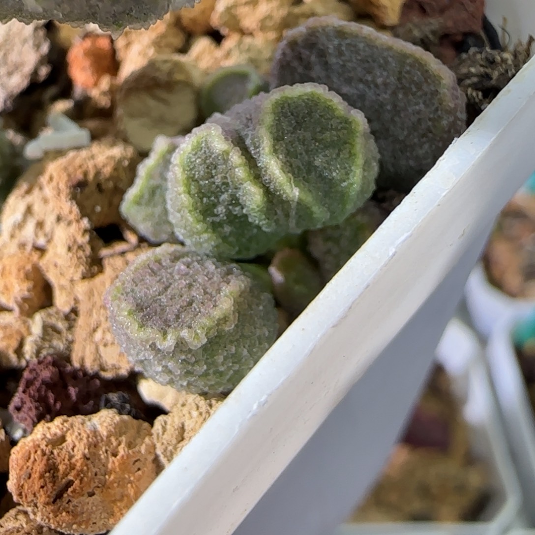 编号217叶插，脱土发