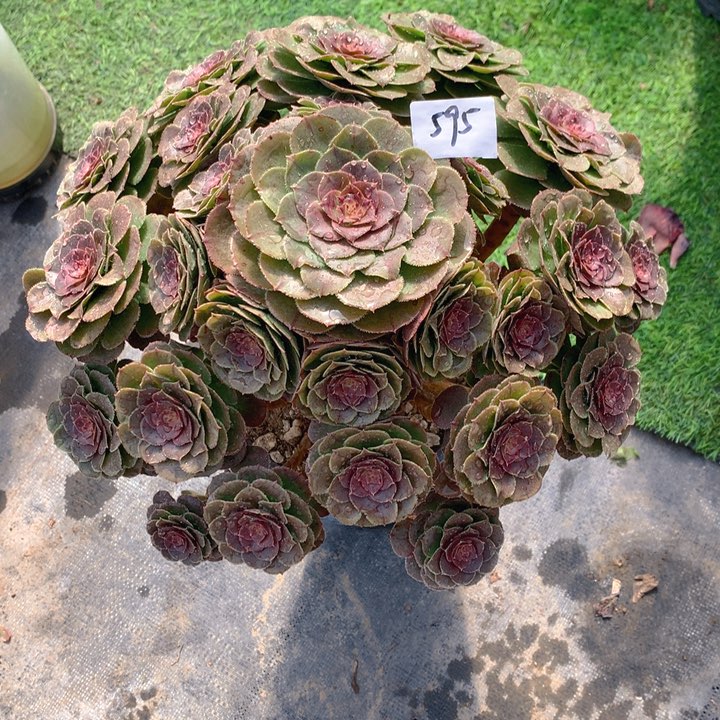 595万圣节变异精品法师