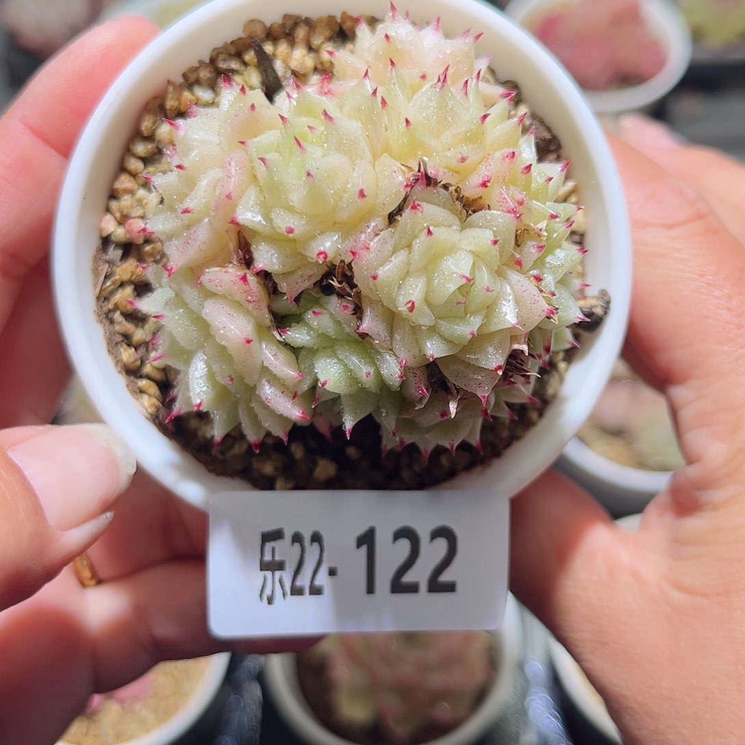 乐22-122麦秆群不包整